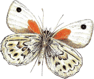 mariposa