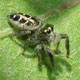 Salticidae sp. (Araneae)