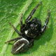 Salticidae sp. (Araneae)