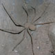 Sicarius terrosus (Araneae)