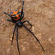 Latrodectus sp. (Araneae)