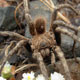 Lycinus gajardoi (Araneae)