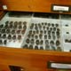 Insect Collection