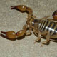 Bothriurus coriaceus (Scorpiones)