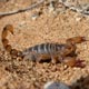 Bothriurus coriaceus (Scorpiones)