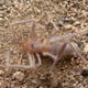 Pseudocleobis andinus (Solifugae)