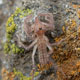 Ammotrechelis goetschi (Solifugae)