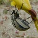 Gyriosomus elongatus (Tenebrionidae)