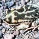 Bufo atacamensis